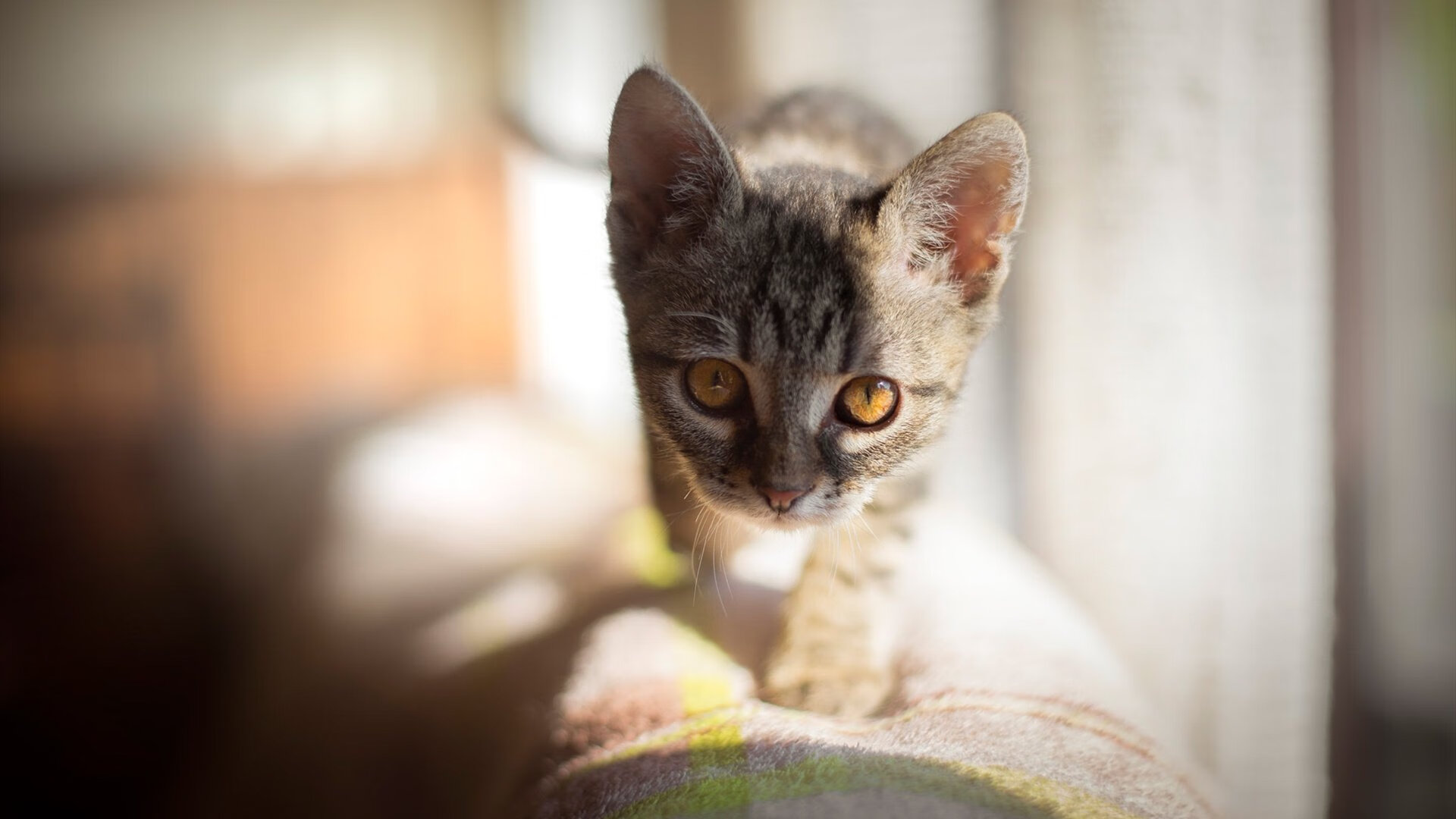 体育场馆绿色环保改造项目，体育场馆绿色环保改造项目方案