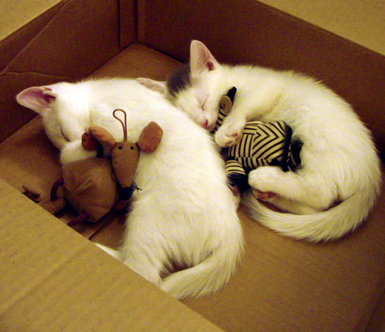 德甲“强强相遇”：拜仁慕尼黑对阵多特蒙德，冠军争夺一触即发