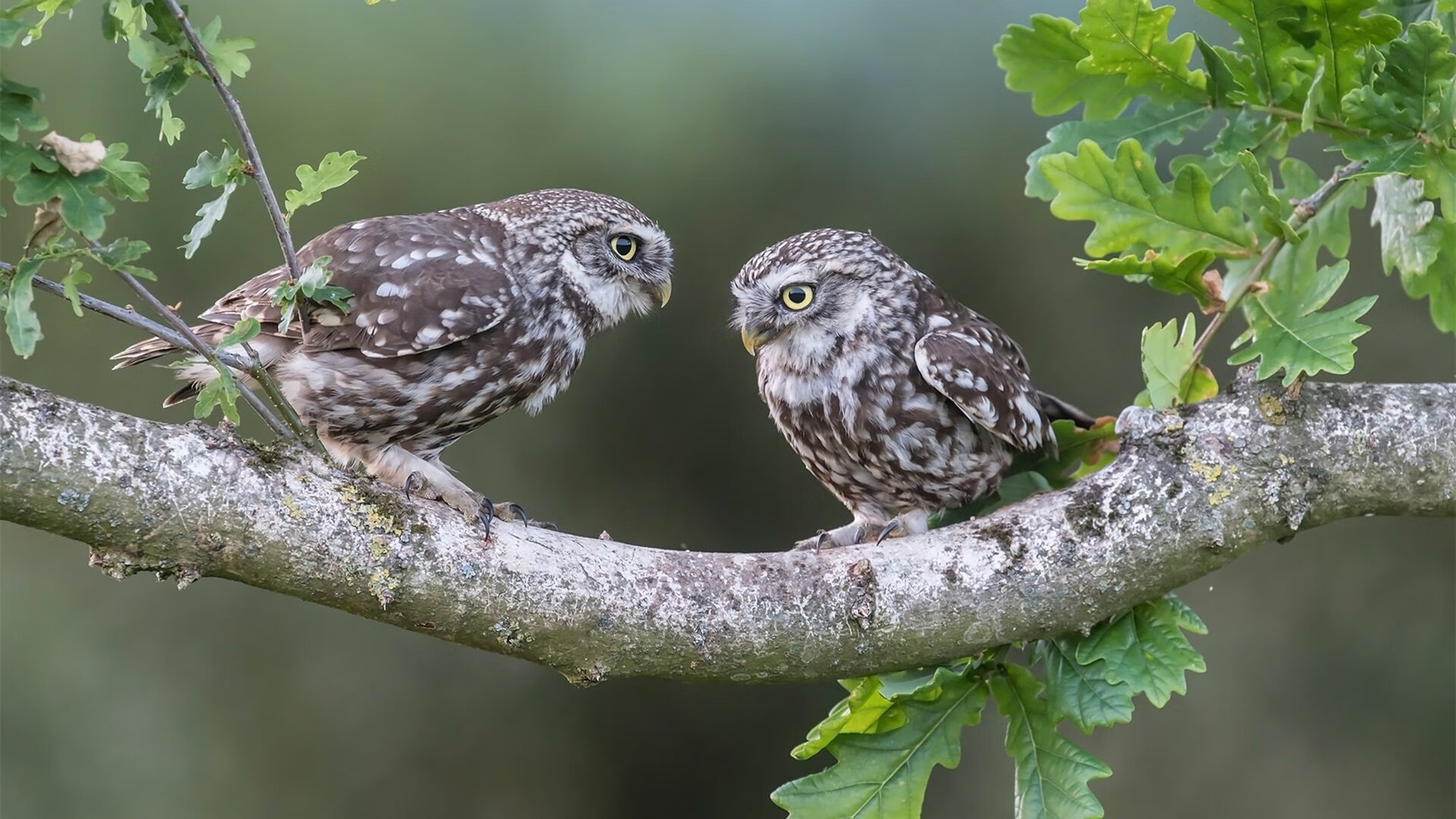 NBA球队战术创新案例分享,nba战术术语